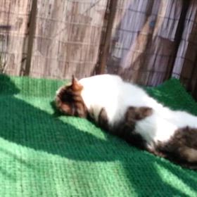 みゅうちゃんの画像