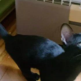 譲渡会参加猫　あんこちゃんの画像