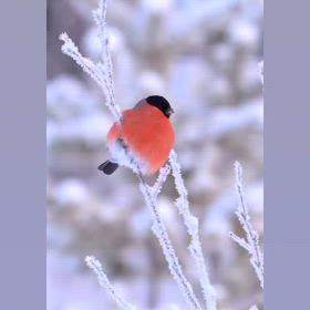 世界累計販売300万足突破！膝腰に驚くほどやさしいやわらかい履き心地の靴Joya(の画像