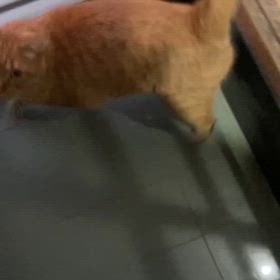 2024/10/26今週のハナの画像