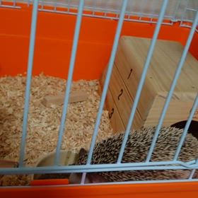 ハリネズミと過ごす二日目の画像