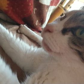 手がすきの画像