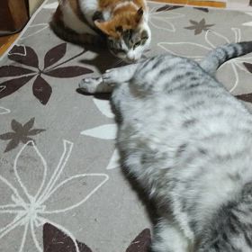 遊んでるのか？の画像