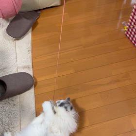 ひっぱる子猫の画像