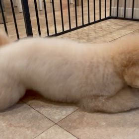 みるもくん♡の画像