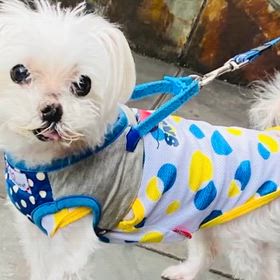 しゅうるのうったえ！の画像