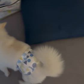 寝かせてくれの画像