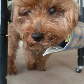 頑張るガンバの画像