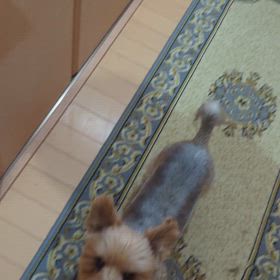 「掃除機怖くないよ」と「おかえりー！」の画像