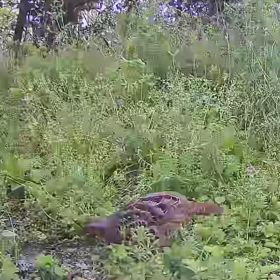 すぎぴたんの事件簿シーズン3　476話（超大音量目覚まし時計！コジュケイ）の画像