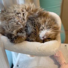 ちょ〜ちゃんの定期検査の画像