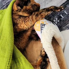 可愛いが溢れだしてるの画像