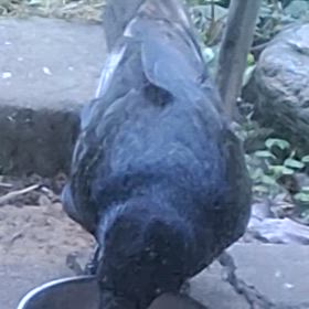 うちの遊びに来るカラス　でも白黒だよの画像