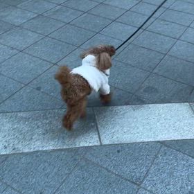 振り返りもせずの画像