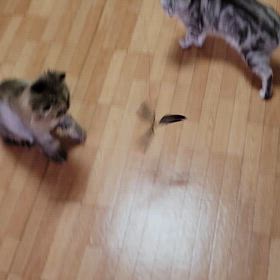たくさん遊んでね！の画像