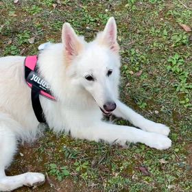 犬が、シークワサーを食べるのか？の画像