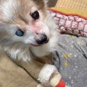 だいぶ視力が落ちたヨグちゃんの画像