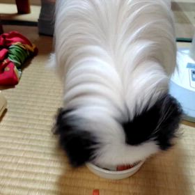 今日の一食　スイカの画像