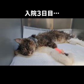 入院3日目…ますます厳しい状態に…の画像