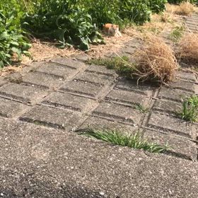 地域猫のふゆちゃんとの別れの画像