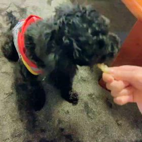 トライアル報告の画像