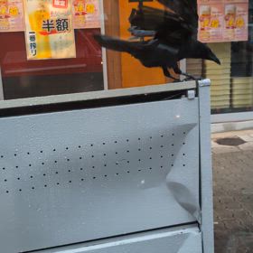 カァカァ⬛…の画像