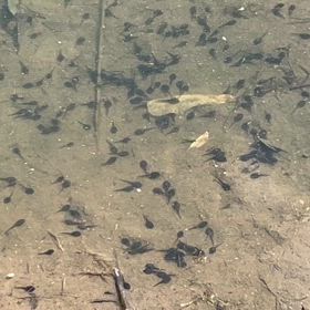 アメリカ、シカゴ在住。日常のひとコマの画像