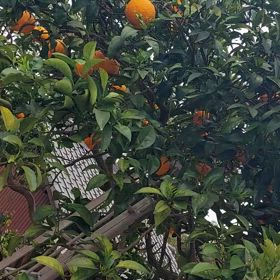 五人の女子で頑張る(笑)の画像