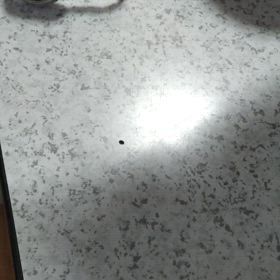 カブトムシ虫の画像