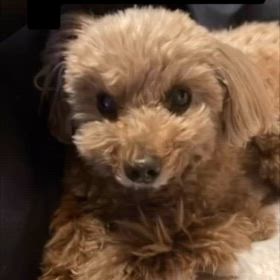 ポコさんからのメッセージの画像