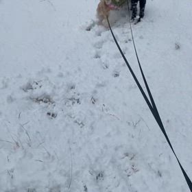犬は喜ぶ雪☃️の画像