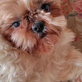 可愛いい癒やし犬の画像