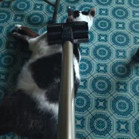 掃除機好きな猫の画像