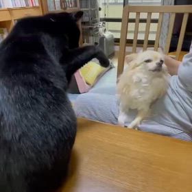 精神科受診日（25/12/4）＋あずきのヤキモチの画像