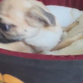 あわら市寒いです。の画像