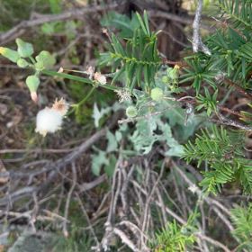 フワフワ可愛い。の画像