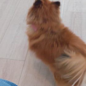 診察室でのFoo。　　　　　(⋈◍＞◡＜◍)。✧♡の画像