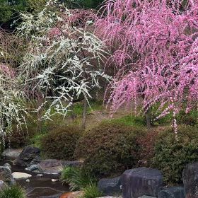 京都 城南宮 しだれ梅の風景リール動画の画像