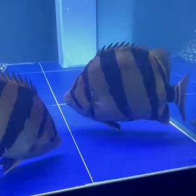 現地より極上シャムタイガーの案内が来ましたの画像