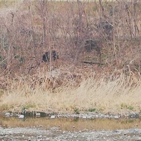 ほんとはの画像