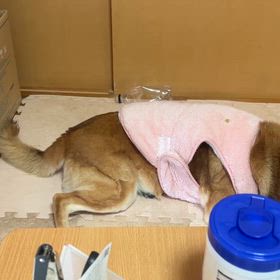 石岡八郷ベースの画像