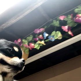 チワワのぷぅU^ェ^Uちゃんの画像