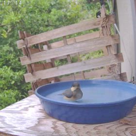 すぎぴたんの事件簿シーズン3　524話（ファミリーでレストランひまわり　ヤマガラ）の画像