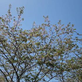 鳥さんの声の画像