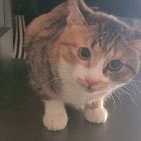 猫の避妊手術と　　未だにもらえないお金と　詐欺師ばかりですの画像