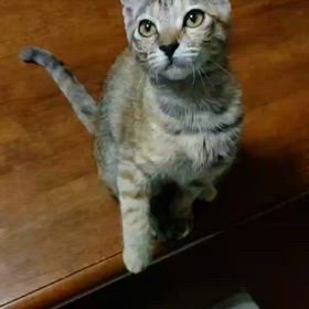 譲渡会参加猫れんちゃんの画像