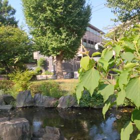 残暑見舞い~の画像