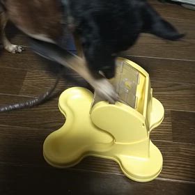 親に似て、セッカチなゼクチャンの画像