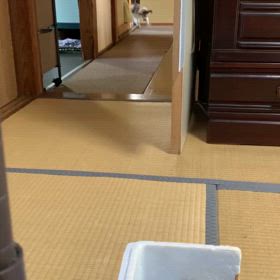 目が見えないヨグちゃんですが、、、の画像