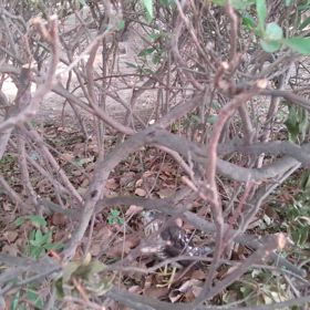 太平洋側津波警報だって?の画像